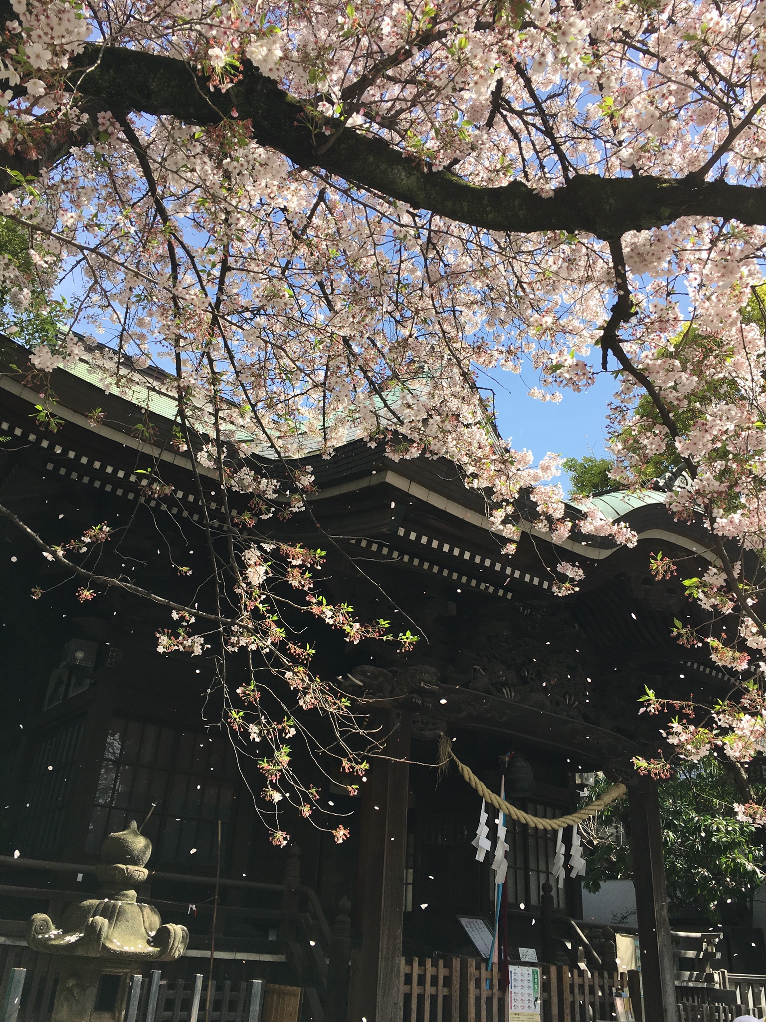 女躰大神
